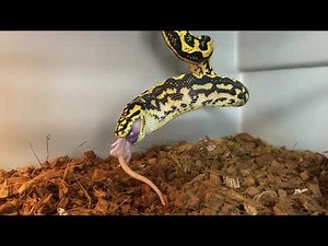 Le repas d’un python tapis de Cheyne (Morelia spilota cheynei)