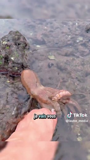 Les poissons-globes : une beauté dangereuse de l'océan