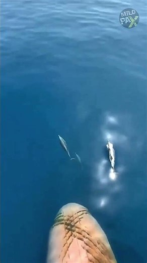 Why This Big Bump Makes Ships More Efficient 🚢💡