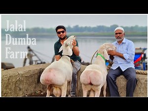 Jalal Dumba Sheep Farm, Kalyan | Introduction & 2 Fat Tailed Sheep (Dumbay)