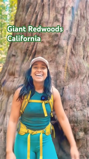 Giant Redwoods, California | Henry Cowell State Park
