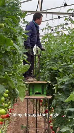 🍅Tomato Garden Rail Cart! #farming #innovation #cooltech