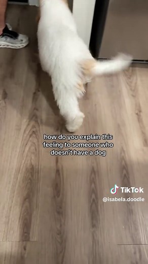 Goldendoodle Puppies: Playful Doodle Companions