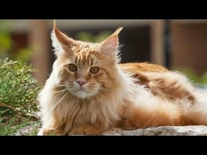 James Last & His Orchestra - Perfidia