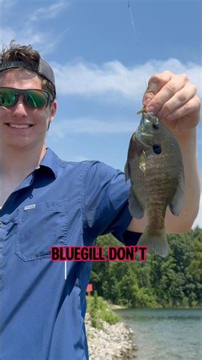 WHY Bluegill WON’T BITE!! 🎣🐟🤫 #shorts #fishing #bluegill