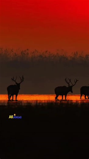 ‏#duet with @Mammee abbaa jalalla