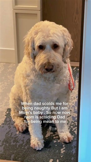 Mom Said I’m Innocent