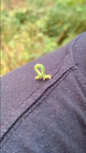 The Famous Inchworm #viralvideo
