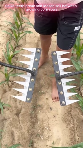 🌱🛠️ Spike-Tooth Cultivator for Loosening Soil Around Corn Rows