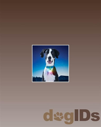 SpotLit Rechargeable LED Clip-on Dog Collar Light