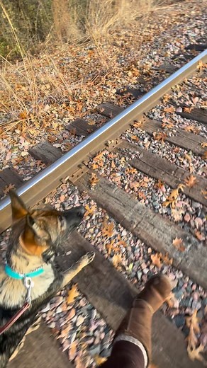 Another new road for Dublin! I introduced her to a railroad. It slowed her pace and gave her tons of new sensory information, while chilling things down enough for me on a bad day. | Keri Adair