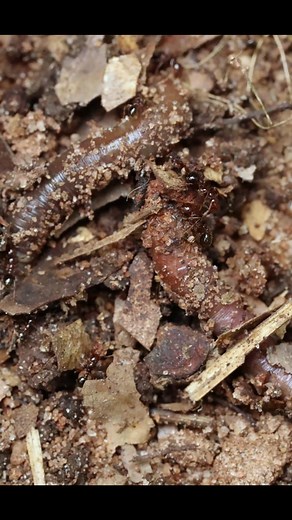 Ants Eating Worm Timelapse | Nature's Incredible Predators