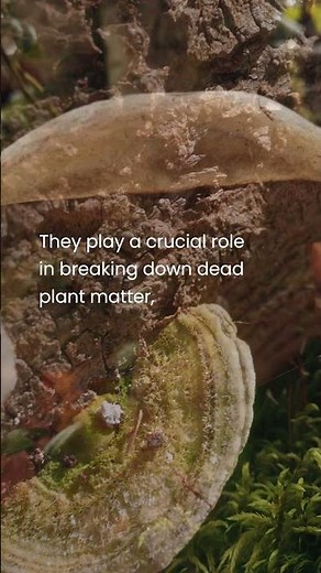 The Fascinating World of Fungi