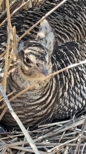 Steve Oehlenschlager on Instagram: "One of my captive reared Greater Prairie Chicken hens not happy I am about to check on the progress of here clutch of eggs! #prairiechicken #greaterprairiechicken #prairiegrouse #grouse #gamebirds"