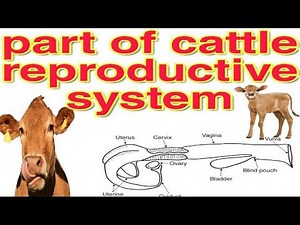 parts of cattle reproductive system! animal reproductive system! female reproductive system!