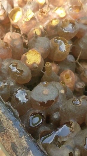 Panen Ratusan Ribu per Minggu! Rahasia Sukses Budidaya Trigona Itama"#honeybeesting #shorts