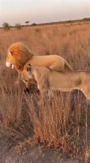 When Clumsiness Becomes an Adorable Language