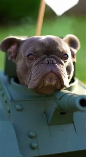 This dog's tank victory is absolutely unhinged 😂 #dog #meme #trending