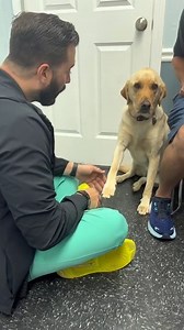 This patient wanted to cooperate. Our dewclaw got caught on something and resulted in acute lameness that appears to be getting better. The patient was not licking at the nail and the nail was not fractured. Some rest and non-steroidals and we were on our way! ️ #drtom #veterinarian #veterinariansoftiktok #fyp #foryou #dogsoftiktok #dog #dogoftheday #Love #patienceformypatients #work #loveforanimals @Clove Shoes @FIGS | Thomas Hamilton