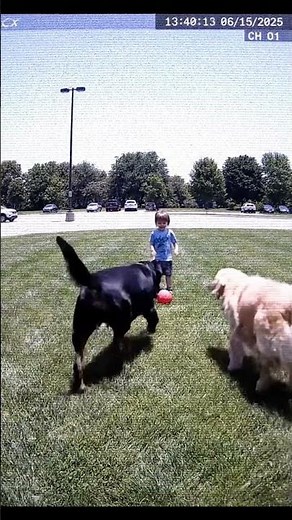 Hero Dogs Save the Day! Best of Pets Protecting Kids and Owners from Danger 😱 #dogssavinglives