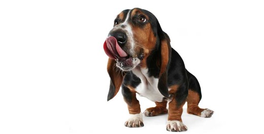 How A 'Puppy Boom' Drove This Company's Beat-And-Raise