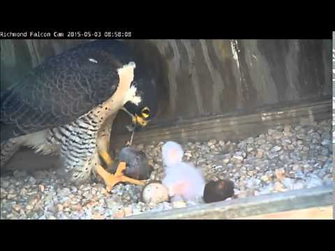 Richmond Peregrine Falcons: Falcons feed their chick two prey items