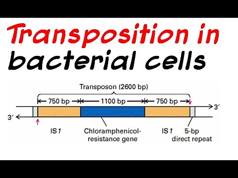 Role of transposition in bacterial cells