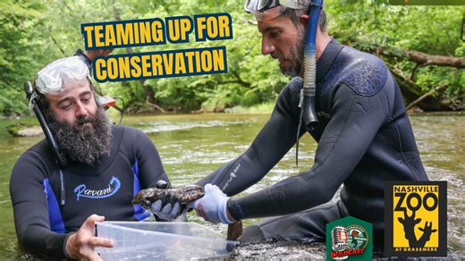 Teaming Up For Conservation - #TennesseeWildCast NOW ON CarbonTV LIVE NOW on YouTube 📺: https://youtu.be/kBX69SbBhiM 🎧: Apple Podcasts, Google Podcast, iHeart Podcast, or https://bit.ly/SpotifyWildCast 📻: Catch it on 1 of 30 radio stations across Tennessee 👨‍💻: Online at tnwildcast.com Discover the latest at the Nashville Zoo! From playful tiger cubs to behind-the-scenes animal care, this episode dives into the exciting exhibits and TWRA partnerships. It’s going to be a wild ride, including