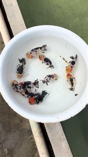 The weather is getting warmer! Hurry up and sell the goldfish! #goldfish #koi #freshwater