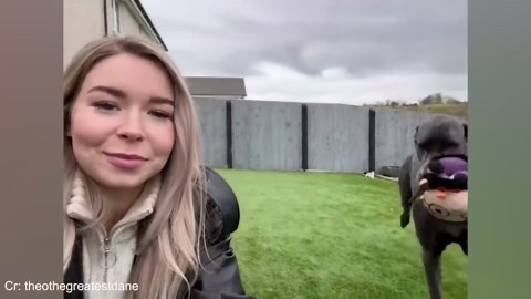 This dog’s endless jokes will keep you laughing all day