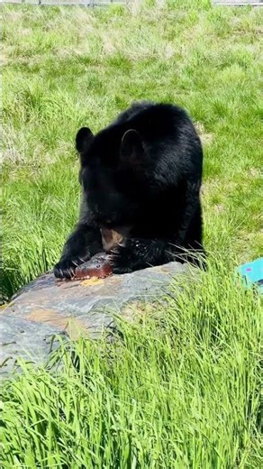 AWCC Birthday - Giving Enrichment to the Animals of AWCC