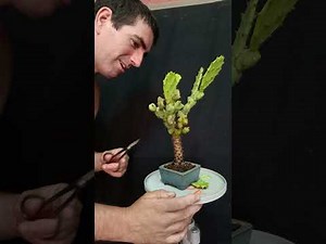 How to Grow a Cactus Bonsai | Pinching, Techniques, and Step-by-Step Tips