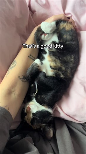 Funny Cat Moments: The Mischievous Evil Kitty