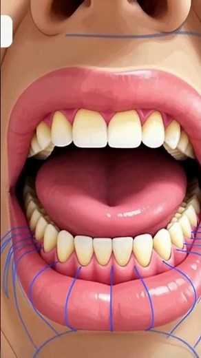 What's Inside Your MOUTH Anatomy?
