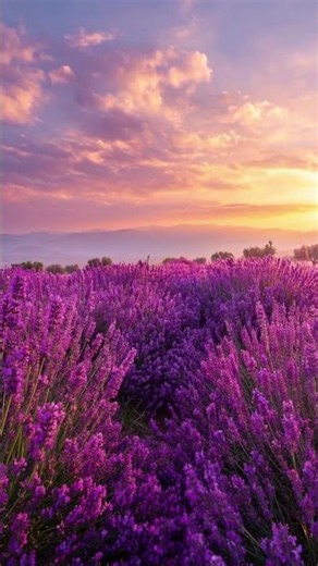 Endless Lavender at Sunset 💜#shorts #lavender #nature #sunset #flowers