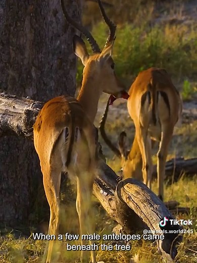 Discover Amazing Animals: Leopards and Their Lifestyle