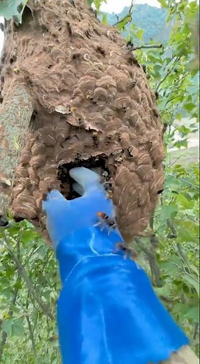 Catching a Giant Hornet Nest – You’ll Probably Never See This #hornet #wasp #bee #shorts