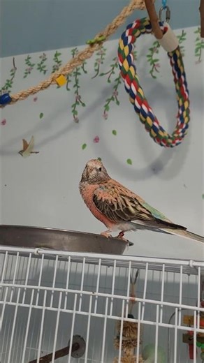 Bird Room Bliss! #birdshorts #birds #loveofpets #parrots #birdroom #budgies #cockatiel