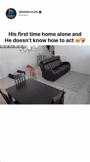 His first time home alone and he doesn’t know how to act 🥹❤️‍🩹