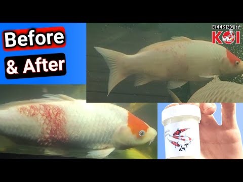 Bacterial Issues Averted & The PKC Came to Visit