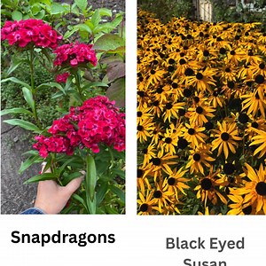 Sow these flower seeds NOW for the best surprise next spring! | Rural Sprout