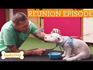 Brandon's Heartbreaking Reunion With Aggressive Miniature Poodle | Lucky Dog Reunions