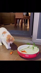 Even the cat tries to help! | Gifs, Vids & Music Etc