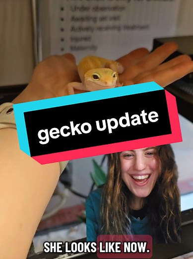 Leopard Gecko Recovery Update After 17 Days in Care
