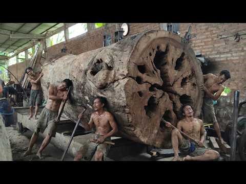 Giant Trembesi Log Opened – Amazing Sawing Process