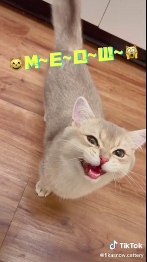 Volume up! Who can resist the cute meows!? #asmr #asmrtiktoks #asmrvideo #catmeow #meow #cutevideo #cutecat #sound #video #fyp #duet #catsoftiktok