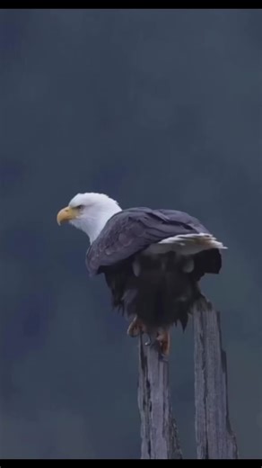 Doll Studio on TikTok