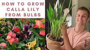 How to grow calla lily from bulbs - Calla care from planting to flowers