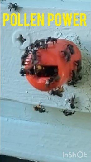 Watch Native Bees in Action! Bringing in Pollen to the Hive 🐝🌼 (Close-Up Footage)