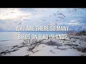 Bird Island (Seychelles): Why are there so many birds?